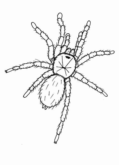 Tarantula Coloring Pages - Best Coloring Pages For Kids Tarantula Coloring Page, Tranchulas Drawing, Tarantula Art Drawing, Tarantula Drawing Easy, Trantuala Spider Drawing, Tarantula Drawings, Spider Coloring Pages Free Printable, Tarantula Embroidery, Tarantula Sketch