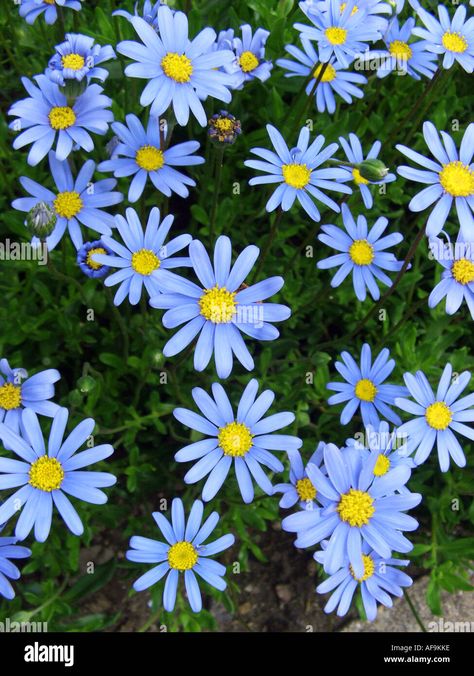 Blue Marguerite, Kingfisher Daisy (Felicia amelloides), blooming Stock Photo - Alamy Felicia Amelloides, Backyard Plants, Bee Friendly, Kingfisher, Backyard Landscaping, Blue Flowers, Photo Image, Daisy, High Resolution