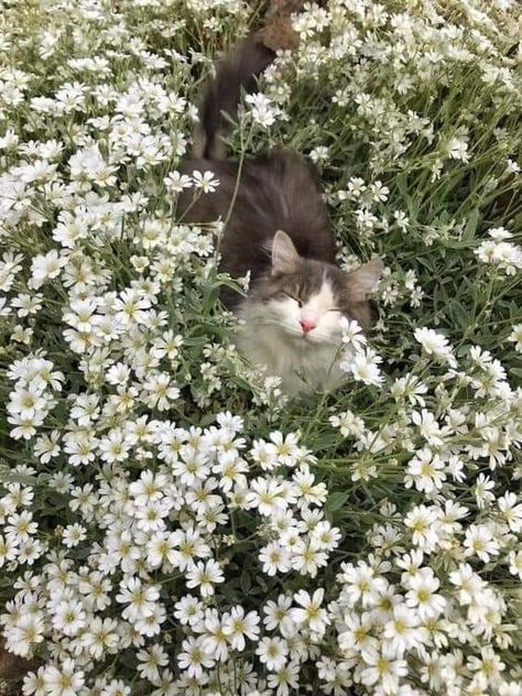 Cat Flowers, Pretty Landscapes, Cat Icon, Pretty Animals, Cat Aesthetic, Silly Cats, Nature Aesthetic, Pretty Cats, Beautiful Cats