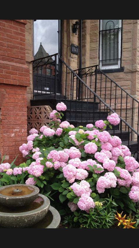 Soft pink hydrangea against red brick house Red Brick Landscaping, Modern Red Brick House, Modern Red Brick House Exterior, Brick Landscaping, Brick House Exterior, Red Brick House Exterior, Roses Orange, Orange Brick, Red Brick House