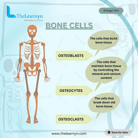 Delving into the world of bone cells ! Discover the fascinating roles of osteoblasts, osteoclasts, and osteocytes in maintaining our skeletal strength! Let's uncover the secrets of our bone structure together. Ever wondered how our bones stay strong and resilient? It's all thanks to the incredible teamwork of bone cells - osteoblasts, osteoclasts, and osteocytes! Join me on a journey through the intricate world of bone biology and the vital roles these cells play in keeping our skeletal s... Osteoblasts Vs Osteoclasts, Osteoblast Osteoclast, Bone Cells, Human Skeleton Anatomy, Learn Biology, Skeleton Anatomy, Bone Structure, Human Skeleton, College Study