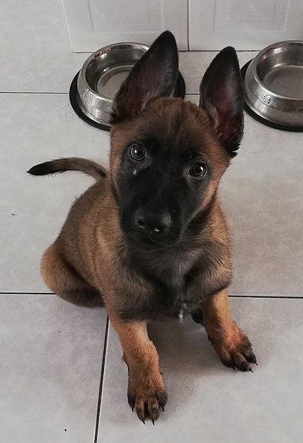 Pastor Belga Malinois, Belgian Malinois Puppies, Belgium Malinois, Army Dogs, Malinois Puppies, Dog Training School, Belgian Malinois Dog