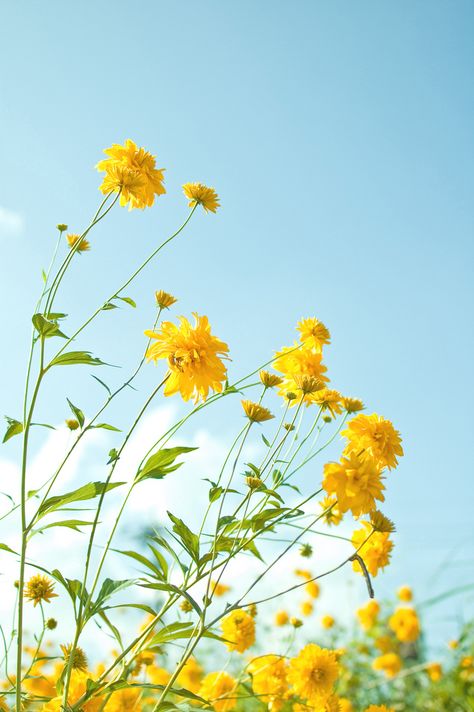 Yellow flowers 1 | Flickr - Photo Sharing! Colorful Roses, Trendy Flowers, Mellow Yellow, Beautiful Blooms, Flowers Nature, Love Flowers, Flower Wallpaper, Flowers Photography, Pretty Flowers