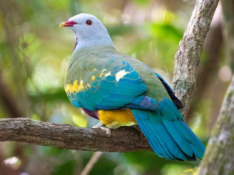 Fruit Dove, Pigeon Breeds, Dove Pigeon, Forest Canopy, Dove Bird, Australian Birds, All Birds, Cairns, Bird Species