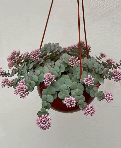 Inside House Plants, Flowering Succulents, Plants For Hanging Baskets, Hanging Plants Indoor, Hanging Succulents, Growing Succulents, Trailing Plants, Succulent Gardening, Garden Terrarium