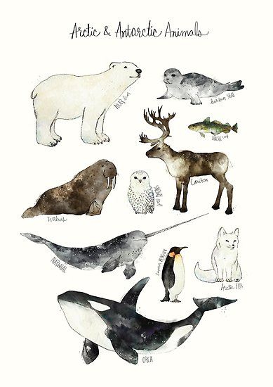 A chart featuring animals of the arctic and antarctic: the polar bear, harbour seal, arctic cod, walrus, snowy owl, caribou, narwhal, emperor penguin, arctic fox, and orca. • Millions of unique designs by independent artists. Find your thing. Antarctic Animals, Illustration Kunst, Polar Animals, Arctic Animals, Animals Art, Art Et Illustration, Poses References, Animal Posters, Narwhal