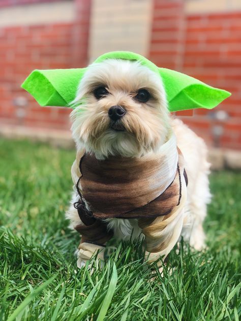 Super cute and easy Yoda costume for dogs!  All you need is felt, an elastic, scissors, some thread, a needle, and a brown scarf/other piece of material. #DIY #YodaCostume #DogYodaCostume #YodaDog #DIYYodaCostume #DIYDogYodaCostume Instagram: @mysonchai Diy Baby Yoda, Yoda Dog Costume, Cute Dog Halloween Costumes, Costume For Dogs, Disney Costumes Diy, Costumes 2023, Yoda Costume, Yoda Art, Diy Dog Collar