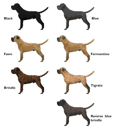 Cane Corso Colors, Chien Cane Corso, Cane Corso Italian Mastiff, Cane Corso Puppies, Cane Corso Dog, Corso Dog, Tibetan Mastiff, English Mastiff, Bull Mastiff