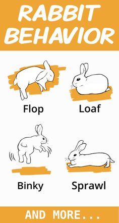 Rabbits have a very complicated communication style. Learn how to effectively listen to your rabbit by reading their body language. Rabbit Body Language, Bunny Body Language, Rabbit Language, Bunny Things, Flemish Giant Rabbit, Rabbit Behavior, Rabbit Stuff, Pet Rabbit Care, Female Rabbit