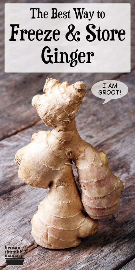 ginger root standing upright on wood table Uses For Fresh Ginger Root, Can You Freeze Ginger Root, How To Preserve Fresh Ginger Root, How To Freeze Fresh Ginger, Recipes With Fresh Ginger Root, How To Preserve Ginger, Preserving Ginger Root, How To Freeze Ginger, How To Freeze Ginger Root