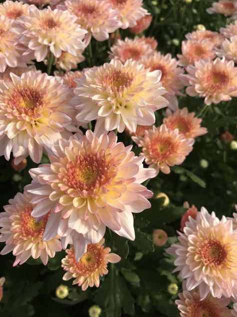 Chrysanthemum Flower Aesthetic, Chrysanthemum Aesthetic, Crysantenum Flower, Cherry Lacquer, Flowers Portrait, Giving Flowers, Flower Pot Art, Flowers Gif, Nothing But Flowers