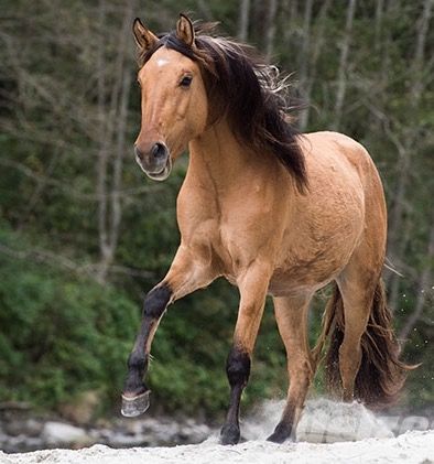 Buckskin Quarter Horse, Quarter Horse, Horse Love, Wild Horses, Animal Photo, Beautiful Creatures, Animals Beautiful, Mustang, Horses