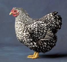 Wyandotte Chickens - Google Search Silver Laced Wyandotte Chickens, Wyandotte Hen, Black And White Chickens, Wyandotte Chicken, Types Of Chickens, Backyard Chicken Farming, Beautiful Chickens, Backyard Flocks, Keeping Chickens