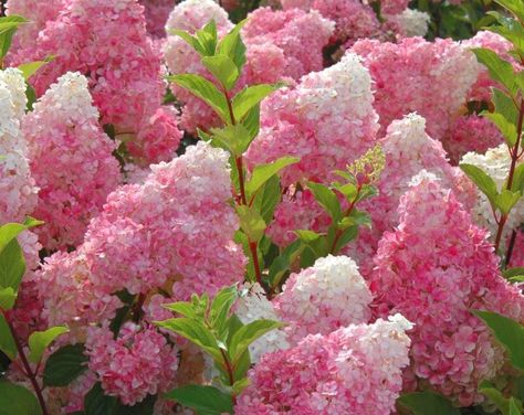 Vanilla Strawberry Hydrangea, Strawberry Hydrangea, Pruning Hydrangeas, Orchid Cactus, White Flower Farm, Rare Orchids, Growing Hydrangeas, Hydrangea Paniculata, Beautiful Pink Flowers