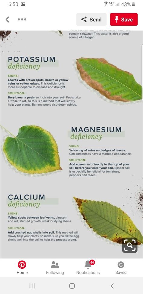 Deficiency In Plants, Plant Deficiencies, Potassium Deficiency, Calcium Deficiency, نباتات منزلية, Plant Care Houseplant, Vegetable Garden Diy, Plant Nutrients, Fertilizer For Plants