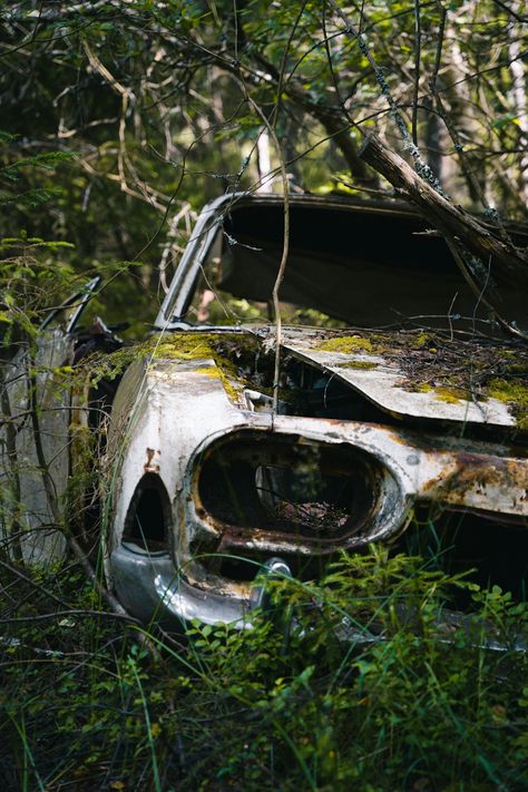 Sea Life Animals, Tree Growing, Dense Forest, Wallpaper Uk, Forest Photos, Car Wallpaper, Forest Wallpaper, Abandoned Cars, Car Images