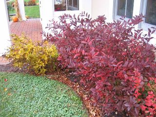 Native Shrub Border | Princeton -Nature Notes- virginia sweetspire burgandy Virginia Sweetspire, Foundation Plants, Shrub Border, Rustic Garden Design, Native Landscaping, Fall Landscaping, Landscape Backyard, Native Plant Gardening, Foundation Planting