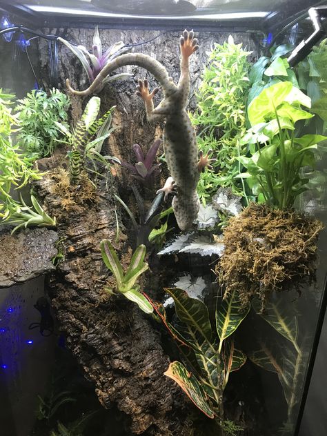 Tokay Gecko Enclosure, Day Gecko Terrarium, Reptile Exhibit, Jurassic Terrarium, Crested Gecko Vivarium, Chameleon Enclosure, Gecko Vivarium, Tokay Gecko, Terrariums Diy