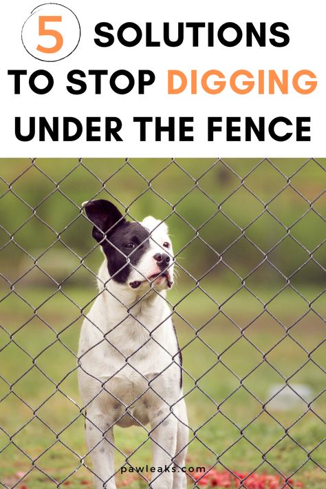 How To Keep A Dog From Digging Under A Fence, How To Keep Dogs From Digging Out Fence, Anti Dig Dog Fence, Prevent Dogs From Digging Under Fence, Dog Proof Fence Digging, Keep Dogs From Digging Under Fence, Stop Dog Digging Under Fence, Dog Digging Under Fence, Keep Dogs From Digging