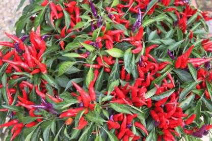 The beautiful but insanely hot poinsettia ornamental pepper Ornamental Pepper Recipes, Old World Garden, Growing Hot Pepper, Tabasco Pepper, Outside Living, Peppers Recipes, Farm Gardens, Stuffed Hot Peppers, Garden And Yard