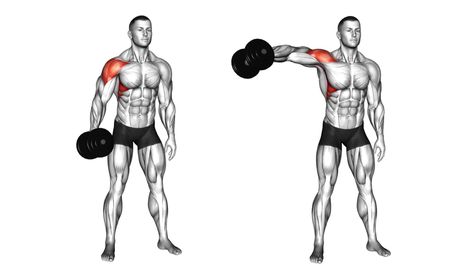 Dumbbell Shoulder flys, also popular as dumbbell flyes are weight-training exercises performed for increasing upper body strength. While a dumbbell fly primarily engages your shoulder muscles, it works the muscles in your arms and back as well. Flys can be done using a cable machine, but the simplest equipment used is the dumbbell. The dumbbell shoulder flys is a good exercise, but you have to do it right, and that #DumbbellShoulderflys #reverseshoulderflys #ShoulderExercise Cable Flys, Delt Fly, Muscle Belly, Dumbbell Fly, Dumbbell Shoulder, Shoulder Raises, Strength Training Routine, Dumbbell Press, Rear Delt