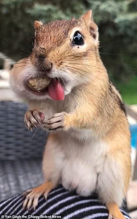 Greedy chipmunk called Van Gogh stuffs its mouth with nuts before running off to hide them  | Daily Mail Online Squirrel Pictures, Cute Squirrel, Cute Animal Pictures, Sweet Animals, Animal Planet, Funny Animal Pictures, Chipmunks, Animal Gifs, Funny Animal Videos