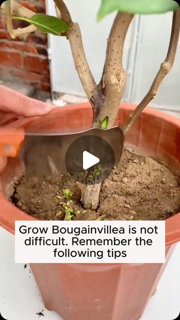 Garden Flowers on Instagram: "6 tips for growing bougainvillea #gardening #garden #gardeningtips #gardenlife #gardeninspiration #gardenideas #gardenlove #gardendesign #gardenersofinstagram #gardenersworld #garden_styles #gardenphotography #gardenlovers #gardenerslife #gardenart #gardenbeauty #gardensofinstagram #gardenplants #gardenviews #gardenersparadise #gardenista #gardeningcommunity #gardenloversclub #gardenaddict #gardeners #gardenerslife" Potted Bougainvillea Ideas, Buganvilla Ideas Yards, Bougainvillea In Pots, Potted Bougainvillea, Growing Bougainvillea, Bougainvillea Garden, Potted Plants Outdoor, Plants Outdoor, Gardening Flowers