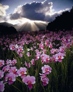 Hawaiian Orchid Farm Orchid Field, Hawaiian Orchid, Vine Flowers, Vanda Orchids, Hawaii Honeymoon, Beautiful Orchids, Cloudy Sky, Flower Field, Pretty Places