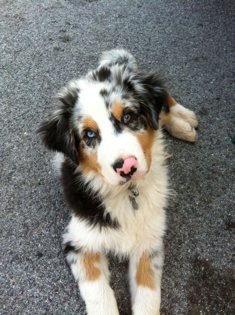 Aussie Puppies, Gi Tract, Super Cute Puppies, Care Care, Baby Animals Pictures, Australian Shepherds, Cute Dogs And Puppies, Shepherd Puppies