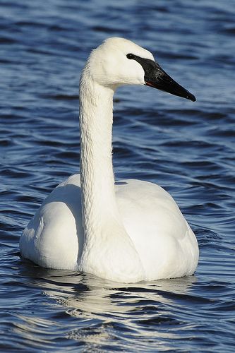 Trumpeter swan portrait | Ryan Askren | Flickr Canadian Birds, Colorado Birds, Minnesota Birds, Trumpeter Swan, Aquatic Birds, Coastal Birds, Water Birds, Beautiful Swan, Life List