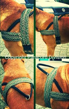 How about this? EXCLUSIVE @ PARACORD DIVISION: Paracord Dog Harness!! #paracorddivision Macrame Dog Harness, Paracord Dog Harness, Diy Dog Harness, Paracord Dog Leash, Paracord Crafts, Paracord Dog Collars, Paracord Diy, 550 Cord, Paracord Ideas