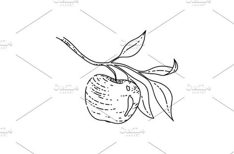 apple branch leaf sketch hand drawn Leaf Sketch, Apple Branch, Leaves Sketch, Fall Drawings, Branch Tattoo, Fruits Drawing, Fall Vintage, Leaf Green, Hand Drawn Vector