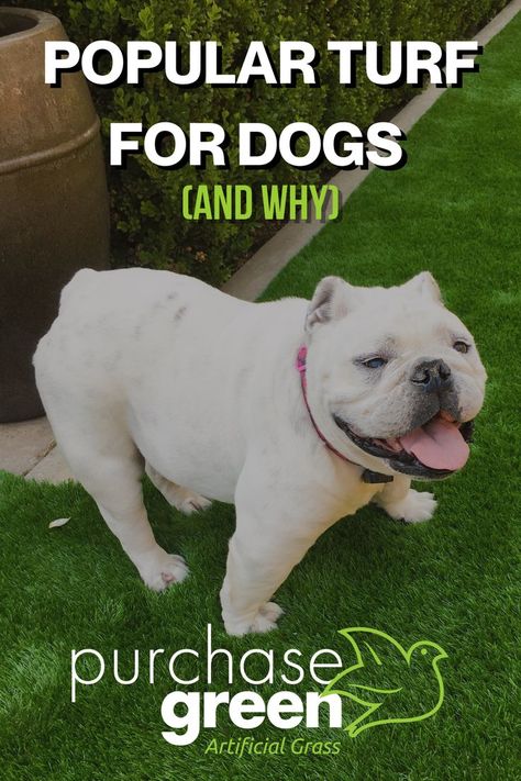 Dog standing on nice Purchase Green artificial turf. Caption is popular turf for dogs Artificial Turf For Dogs, Turf For Dogs, Pet Turf, Tree Fort, Product Research, Artificial Turf, Artificial Grass, Grasses, For Dogs