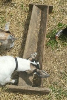 Feeding Trough Goat Feeders, Sheep Feeders, Oak Fence, Pig Feeder, Goat Feeder, Goat Playground, Goat Ideas, Feeding Trough, Goat Shed