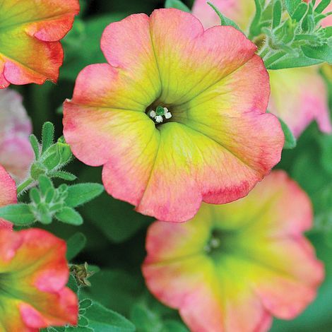 Petunia Plant, Flower Pot Design, Large Flower Pots, Fall Planters, Starting A Garden, Unusual Plants, Container Gardening Vegetables, Annual Flowers, Unique Plants