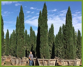 Tuscan Style Backyard, Italian Backyard Ideas, Italian Landscaping, Italian Garden Ideas, Italian Garden Landscaping, Tuscan Style Garden, Tuscan Backyard, Italian Backyard, Tuscan Courtyard