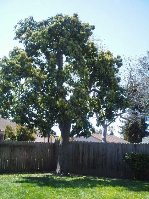 Avocado tree picture Avocado Tree Backyard, Fruits Garden, Avocado Trees, Tree Pictures, Blue Comforter Sets, Small Front Yard Landscaping, Small Front Yard, Avocado Tree, Tree Images