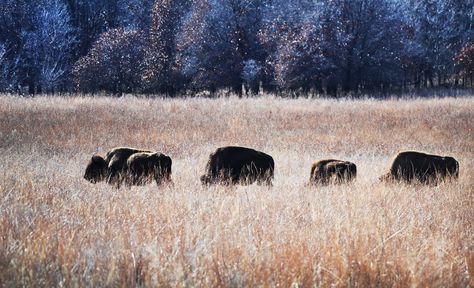 The acquisition of the 43,000-acre Bluestem Ranch makes the tribe one of the largest landowners in Osage County, Oklahoma. Ted Turner, Ranch Property, Osage Nation, Osage County, Native American Tribes, Will Turner, Native American Indians, Oklahoma, Animal Pictures