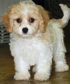 Cavachon Full Grown, Cavachon Dog, Puppies Pictures, Cavalier King Charles Spaniel Tricolor, Cavachon Puppies, King Charles Cavalier Spaniel Puppy, Pomeranian Puppies, Spaniel Dog, Pet Puppy