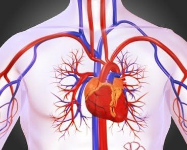 What Causes Heart Attacks, Clean Arteries, Cardiac Cycle, Interventional Cardiology, Scalar Energy, Krill Oil, Heart Pump, Circulatory System, Cardiovascular System