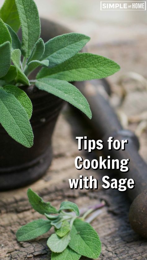 How To Use Sage In Cooking, Cooking With Sage Recipes, Fresh Sage Uses Recipe, Cooking With Fresh Sage, Recipes Using Sage Leaves, Recipes With Fresh Sage Leaves, Recipes Using Fresh Sage, Fresh Sage Uses, Recipes With Sage Leaves