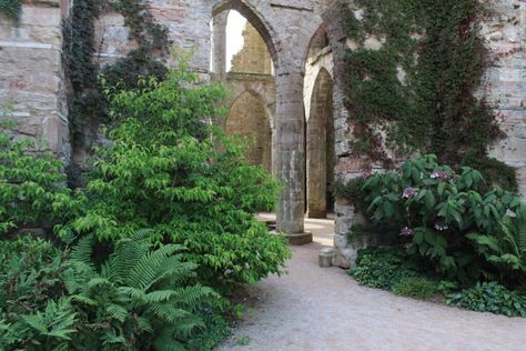 Gardening amongst ruins: A visit to Lowther Castle - Garden Museum Modern Planting, Garden Museum, Parterre Garden, Astrantia Major, Castle Gardens, Virginia Creeper, Spruce Tree, Castle Garden, Castle Wall