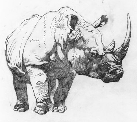 How To Draw Animals, Rhino Art, Pencil Drawings Of Animals, Animal Drawings Sketches, Draw Animals, Animal Study, Art Disney, Animal Sketches, Arte Animal