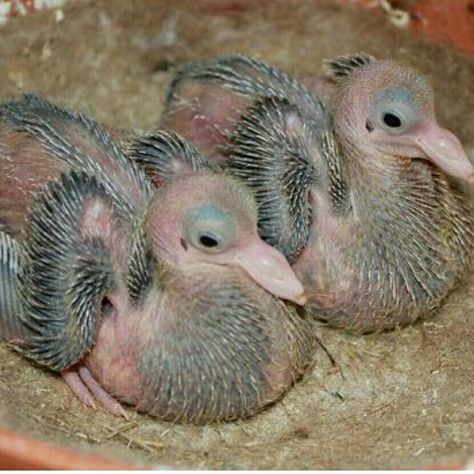 Baby pigeons. Kind of look like shaved balls Racing Pigeon Lofts, Baby Pigeon, Pet Pigeon, Cute Pigeon, Pigeon Pictures, Pigeon Loft, Pigeon Breeds, Dove Pigeon, Baby Ruth