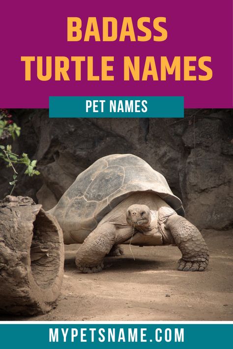 We believe that finding the right name for your turtle is the best way for you and your family to create a close bond with your new pet. Why not choose a name for them that's as strong as their shell? Check out our list of badass Turtle names for inspiration. Names For Tortoises, Tortoise Name Ideas, Turtle Names Ideas, Pet Turtle Names, Names For Turtles, Different Types Of Turtles, Turtle Tank Ideas, Pet Tortoise, Types Of Turtles