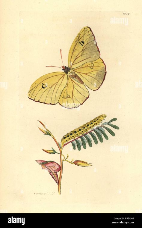 Cloudless Sulphur Butterfly, Small Tattoos Designs, Sulphur Butterfly, Mediums Of Art, Journal 2024, Small Tattoo Designs, Crustaceans, Scientific Illustration, Tattoos Designs