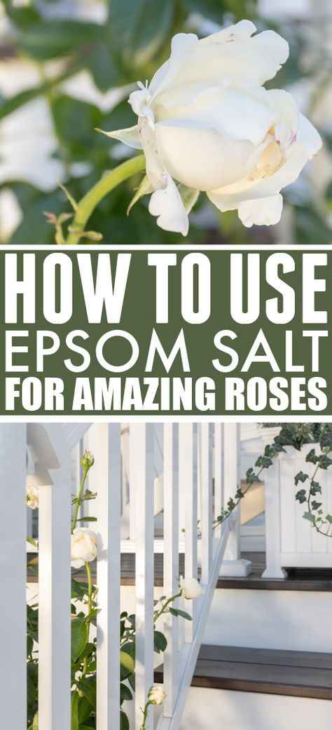 Pope John Paul Ii Rose, Epsom Salt For Roses, Epsom Salt For Plants, Caring For Roses, Roses Garden Care, Rose Bush Care, Epsom Salt Garden, Rose Plant Care, Standard Roses