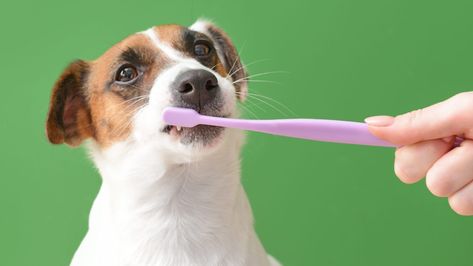 How Often Should You Be Brushing Your Dog's Teeth? | Reader's Digest Brush Dogs Teeth, Brushing Dogs Teeth, Teeth Brush, Plaque Teeth, Dogs Teeth, Teeth Pictures, Human Teeth, Dog Toothbrush, Dog Teeth Cleaning