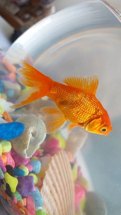 Gold Fish Aesthetic, Peer Counseling, Fish Wallpaper Iphone, Fish Portrait, Fish Project, Goldfish Aquarium, Fish Sketch, Golden Fish, Home Aquarium