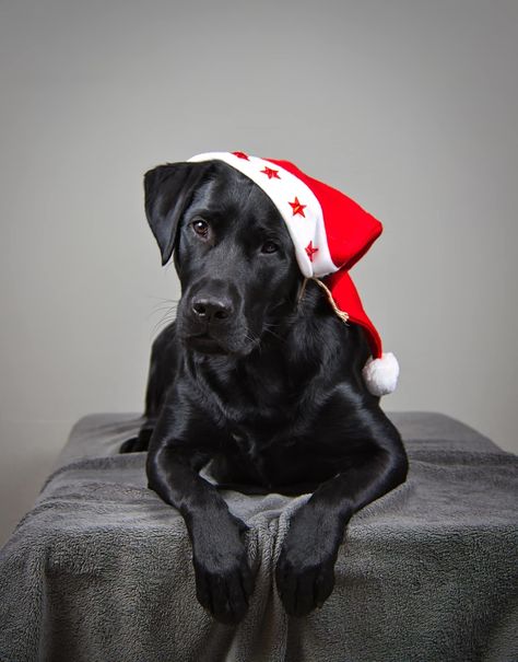 Christmas Puppy Pictures, Christmas Puppies Pictures, Christmas Shooting, Dog Photoshoot Pet Photography, Dog Christmas Photos, Cat And Dog Photos, Dog Christmas Pictures, Dog Foto, Black Labrador Puppy